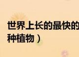 世界上长的最快的植物是什么（你一定认识这种植物）
