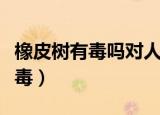 橡皮树有毒吗对人身体有害吗（橡皮树有没有毒）