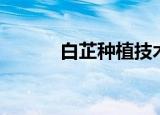 白芷种植技术（白芷怎么种植）
