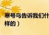 寒号鸟告诉我们什么道理（寒号鸟的故事是怎样的）