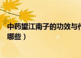 中药望江南子的功效与作用（中药望江南子的功效与作用有哪些）