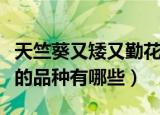 天竺葵又矮又勤花的品种（天竺葵又矮又勤花的品种有哪些）