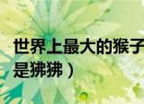 世界上最大的猴子是什么（世界上最大的猴子是狒狒）