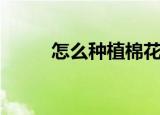 怎么种植棉花（种植棉花怎么做）