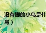 没有脚的小鸟是什么意思（什么是没有脚的小鸟）