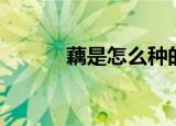 藕是怎么种的（藕的种植方法）