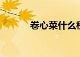 卷心菜什么梗（卷心菜的解释）
