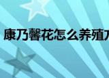 康乃馨花怎么养殖方法（如何养殖康乃馨花）