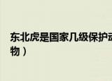 东北虎是国家几级保护动物（东北虎是属于国家几级保护动物）