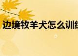 边境牧羊犬怎么训练（如何训练边境牧羊犬）
