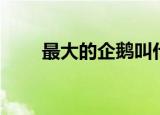 最大的企鹅叫什么（企鹅内容介绍）