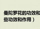 曼陀罗花的功效和作用是什么（曼陀罗花有哪些功效和作用）