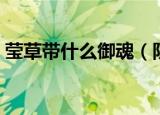 莹草带什么御魂（阴阳师莹草御魂搭配推荐）