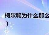 柯尔鸭为什么那么贵（柯尔鸭贵重的三个原因）
