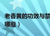 老香黄的功效与禁忌（老香黄的功效与禁忌有哪些）