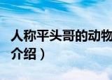 人称平头哥的动物是什么（人称平头哥的动物介绍）