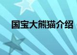国宝大熊猫介绍（国宝大熊猫介绍内容）