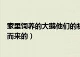 家里饲养的大鹅他们的祖先都是什么（鹅是由什么动物进化而来的）