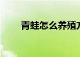 青蛙怎么养殖方法（青蛙如何养殖）