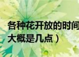 各种花开放的时间是几点（各种花开放的时间大概是几点）