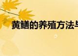 黄鳝的养殖方法与技术（怎么养殖黄鳝）