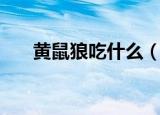 黄鼠狼吃什么（黄鼠狼吃的食物简述）
