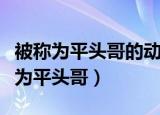被称为平头哥的动物是什么（哪一种动物被称为平头哥）