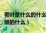 荷叶是什么的什么一年级（荷叶是什么是一年级的什么）