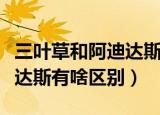 三叶草和阿迪达斯有什么区别（三叶草和阿迪达斯有啥区别）