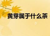 黄芽属于什么茶（黄芽应该属于什么茶）