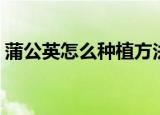 蒲公英怎么种植方法（蒲公英种植方法介绍）