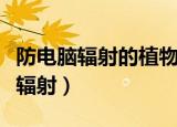 防电脑辐射的植物（哪些植物能有效防止电脑辐射）
