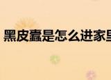 黑皮蠹是怎么进家里的（为什么黑皮蠹进屋）