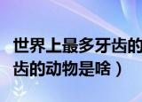 世界上最多牙齿的动物是什么（世界上最多牙齿的动物是啥）
