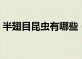 半翅目昆虫有哪些（半翅目昆虫的相关知识）