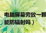 电脑屏幕旁放一颗仙人掌能防辐射吗（仙人掌能防辐射吗）