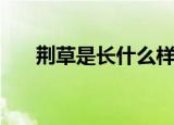 荆草是长什么样子的（荆草简单介绍）