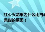 红心火龙果为什么比白心火龙果甜（红心火龙果比白心火龙果甜的原因）