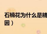 石楠花为什么是精子味（石楠花是精子味的原因）