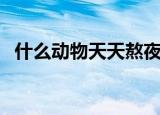 什么动物天天熬夜（天天熬夜的动物介绍）