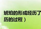 琥珀的形成经历了哪四个阶段（琥珀的形成经历的过程）