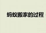 蚂蚁搬家的过程（描写蚂蚁搬家的过程）