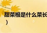 甜菜根是什么菜长什么样子（甜菜的主要价值）