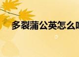 多裂蒲公英怎么吃（多裂蒲公英如何吃）