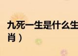 九死一生是什么生肖（九死一生指的是什么生肖）