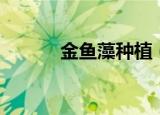 金鱼藻种植（金鱼藻怎么种植）