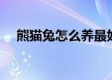 熊猫兔怎么养最好（怎么养熊猫兔最好）