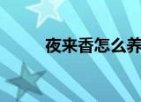 夜来香怎么养（养殖夜来香方法）