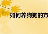 如何养狗狗的方法（正确养狗的方法）