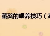 藏獒的喂养技巧（教你喂养藏獒的正确方法）
